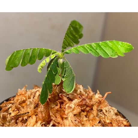 Biophytum sp. BB8th [LA]