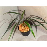 Josefia intricata (旧Aridarum perisai) from Cent