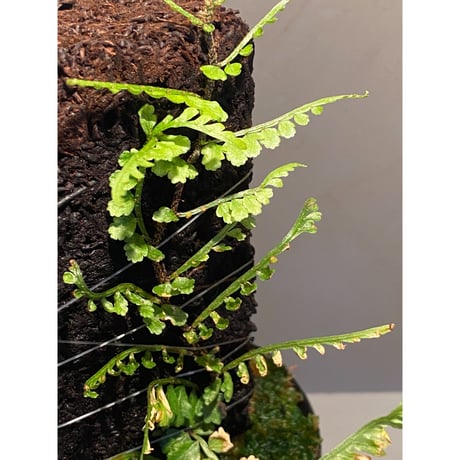 Teratophyllum aculeatum from Nanga pinoh [TB]