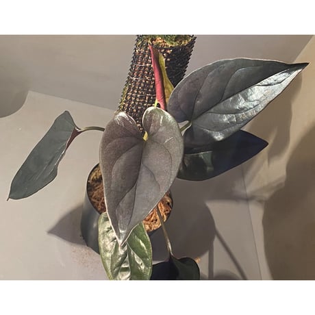 Syngonium sp. from Choco Colombia [tanakay]