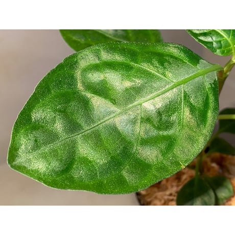 Gymnostachyum sp. from Aceh sumatera [LA1116-02]