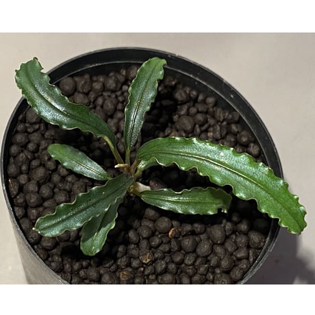 Bucephalandra sp. "MEDUSA"
