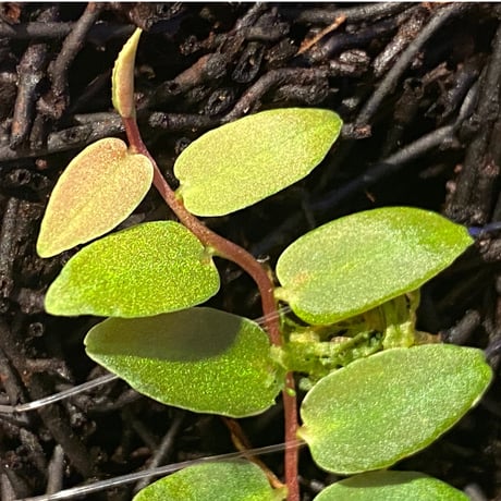 Marcgravia sp. from Colombia [LA0316-03]