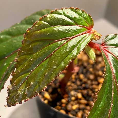 Begonia sp. "Matang-3" from Matang Sarawak [RIO]