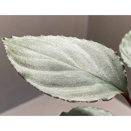 Homalomena 'Rec1-29' K0718-f1 [KZT]