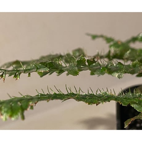 (大株) Cephalomanes sp. from Trat Thailand ②