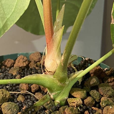 Anthurium magnificum