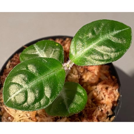Gesneria sp. "Nanga pinoh" Kab. Melawi [TB]