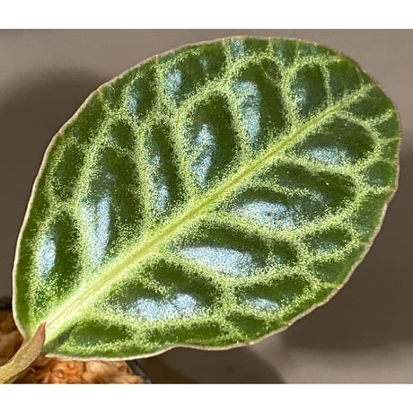 Ardisia sp. "Turtle Back" from Borneo