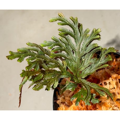 Selaginella erythropus