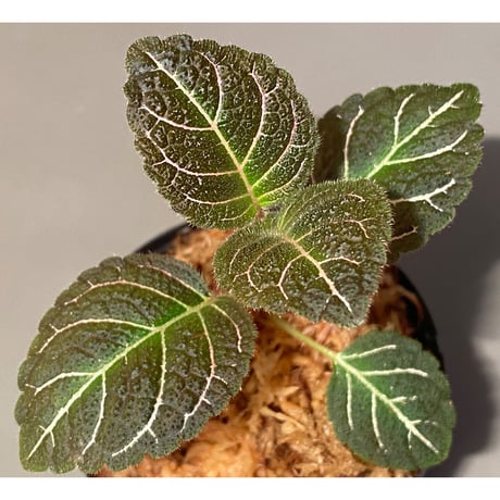 Pearcea hypocyrtiflora from Rio Napo Ecuador [tanakay] 赤葉脈
