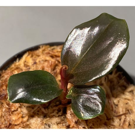 Rhodospatha sp. from Ecuador [tanakay]