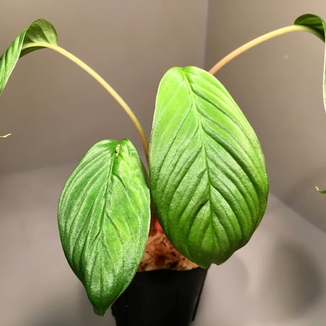 Homalomena sp. from  Padang Sumatera [LA0117-02]