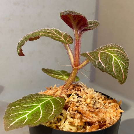 Pearcea hypocyrtiflora from Rio Napo Ecuador [tanakay] 赤葉脈