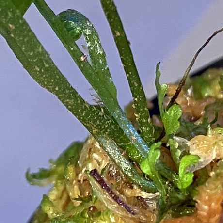Bolbitis sp. from Siberut [LA]
