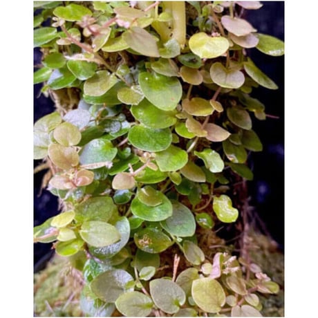 Ficus sp. from Aceh sumatera [LA0616-04]