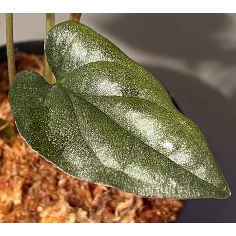 Syngonium sp. from Choco Colombia [tanakay]