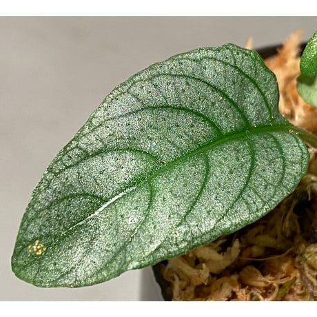 Ophiorrhiza? sp. "Kab. Sanggau" Kal barat [TB]