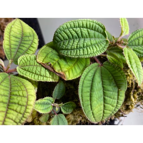 Phyllagathis sp. Riau sumatera [LA1119-02]
