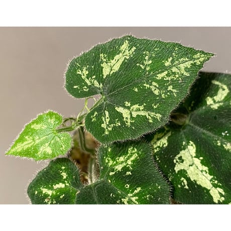 Unknown climbing plants from Ngabang West Kalimantan
