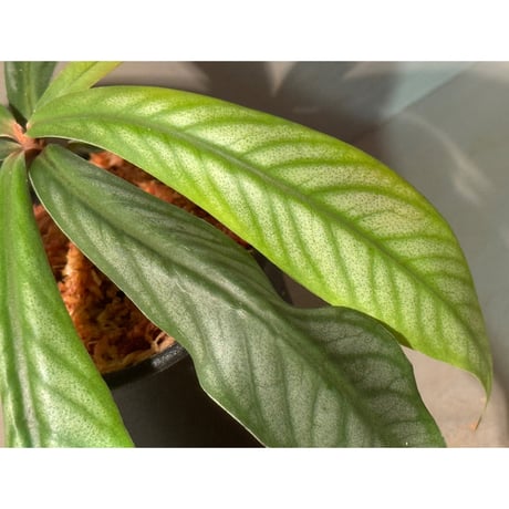Ardisia sp. from Aceh sumatera [LA]