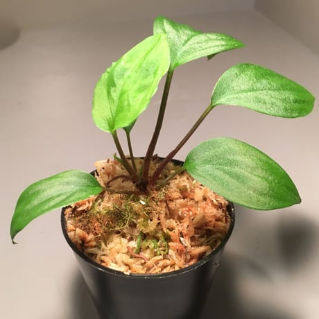 Homalomena sp. from Ranau [TK210217]