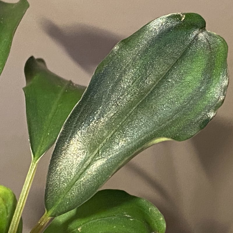 大株) Bucephalandra sp. 