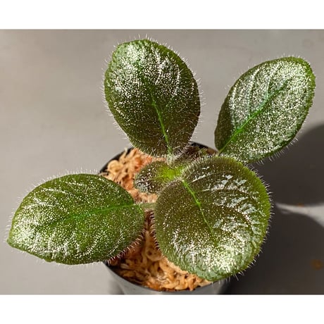 Gesneriaceae, Episcia lilacina from Colombia 2016 [tanakay]