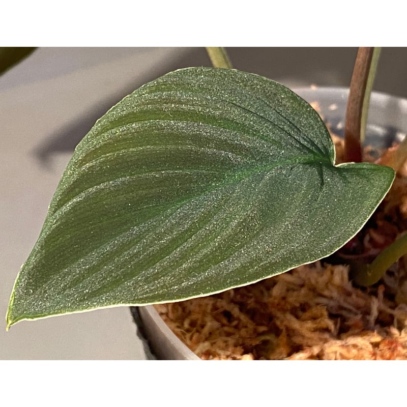 Homalomena sp. \"月輪\" [LA0318-01] Homalomena sp. from Sumatera Utara [LA0318-01]