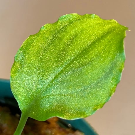 Homalomena sp. (Green) from Solok sumatera [LA0214-3]
