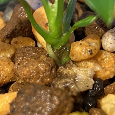 Homalomena hasei "狐尾" from Aceh sumatera [LA0616-04]