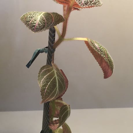 Pearcea hypocyrtiflora from South America
