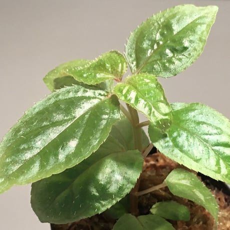 Sonerila sp. wf1 from Phang Nga Thailand [KZT]