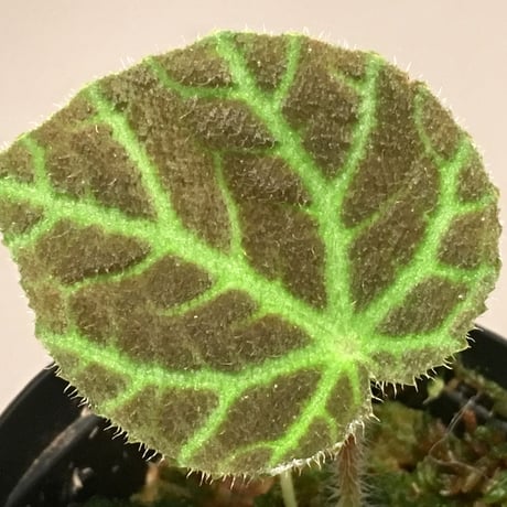 Begonia sp. from Sumpur [TK31117]