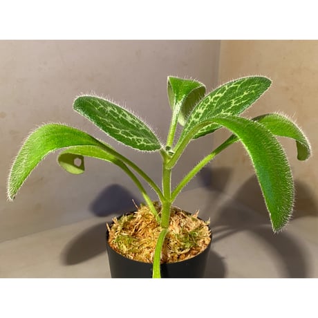 Primulina dryas from South China