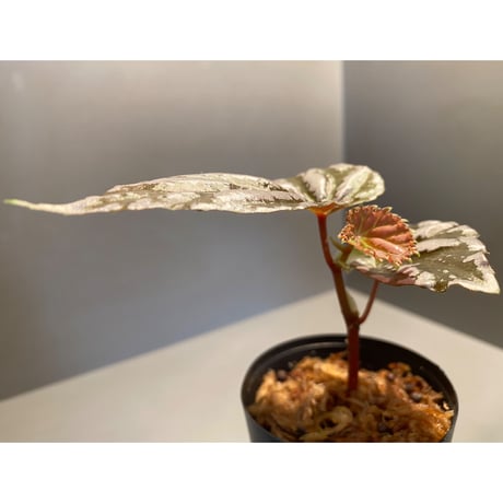 Begonia sp. "雪の宿" from Lampung sumatera [LA0217-01]
