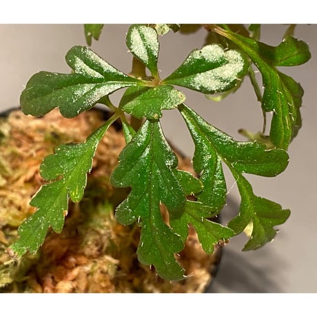 Begonia polilloensis