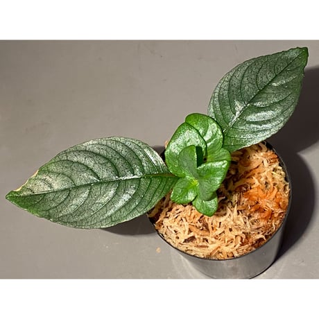 Ophiorrhiza? sp. "Kab. Sanggau" Kal barat [TB]