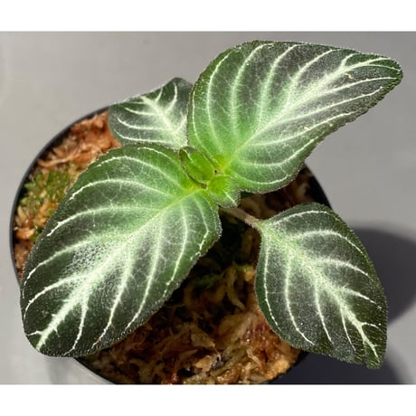 Gesneriaceae gen. from Kalimantan Barat