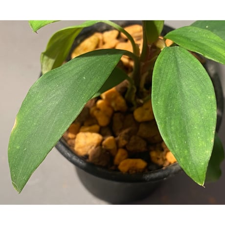 Homalomena cf. hasei from Aceh sumatera [LA1118-03]