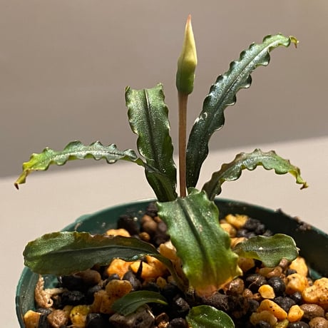 Bucephalandra sp. "MEDUSA"