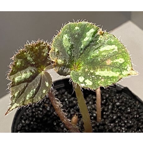 Begonia sp. from Cao Bang [YH251019] TK
