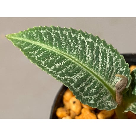 Ardisia sp. from Raub Pahang