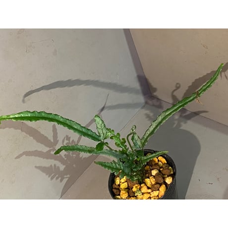 Bolbitis sp. from Siberut [LA 2012年]