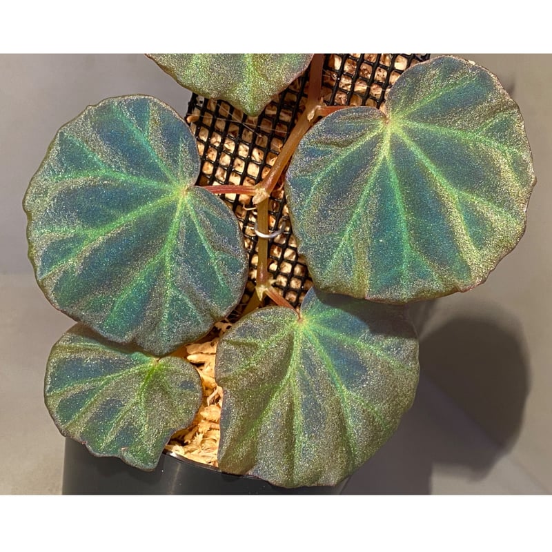 peculiarman　Begonia 5点同梱発送 Begonia sp. from Sarawak ① | M・R・G・R