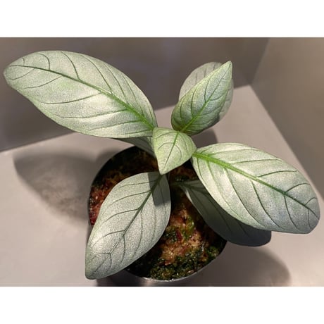 Acanthaceae gen. from Laos [LA]