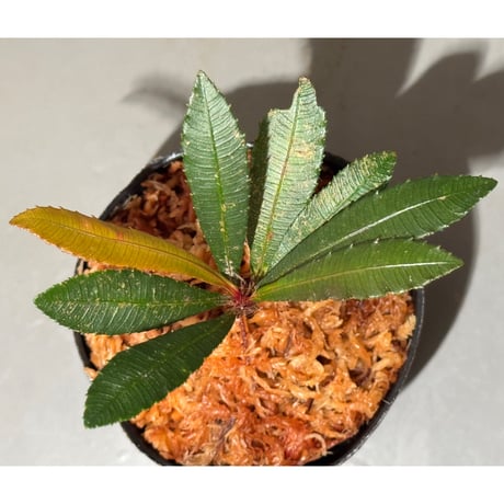 Sauvagesia serrata from West Kalimantan ③