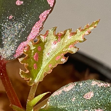 Begonia sp. "Crazy pink" from Lampung sumatera [LA1118-03]