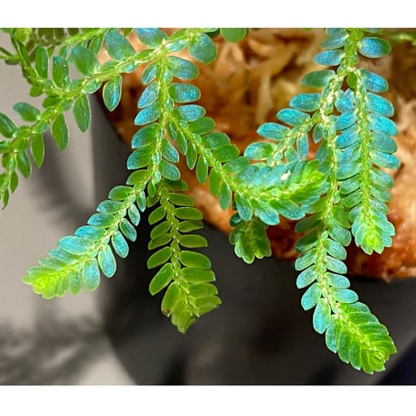 Selaginella willdenowii "variegata" 伊藤蟻植物農園 ④