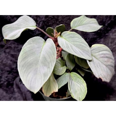 Homalomena "鯖×月" [LA-hyb.22-04]